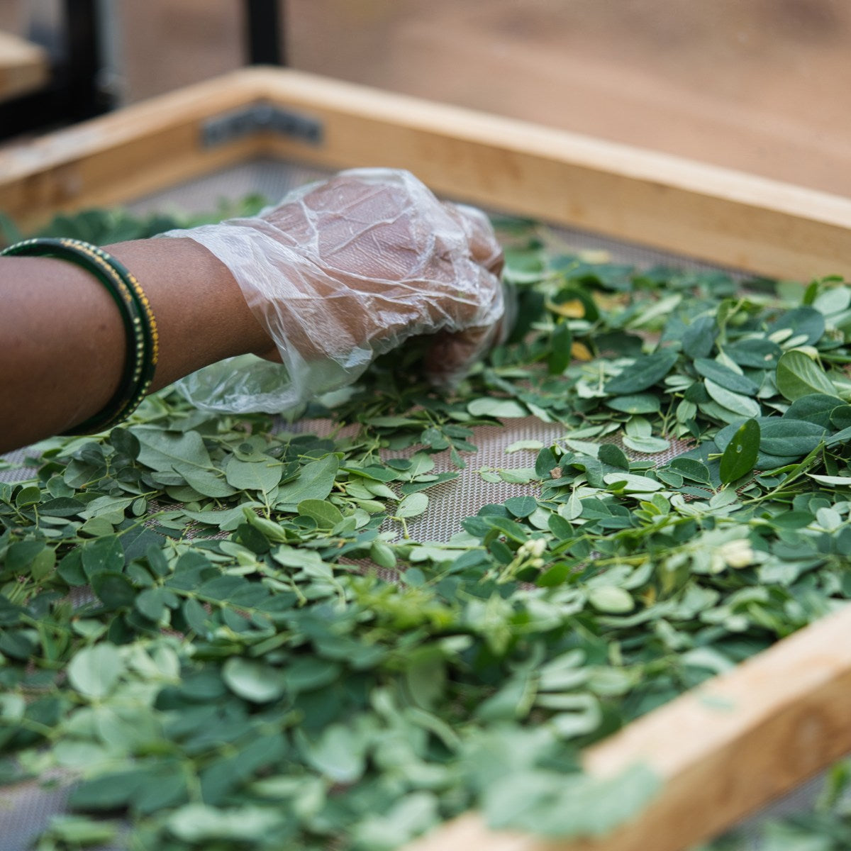 Moringa Leaves