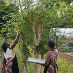 Moringa Leaves