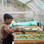 Moringa Leaves