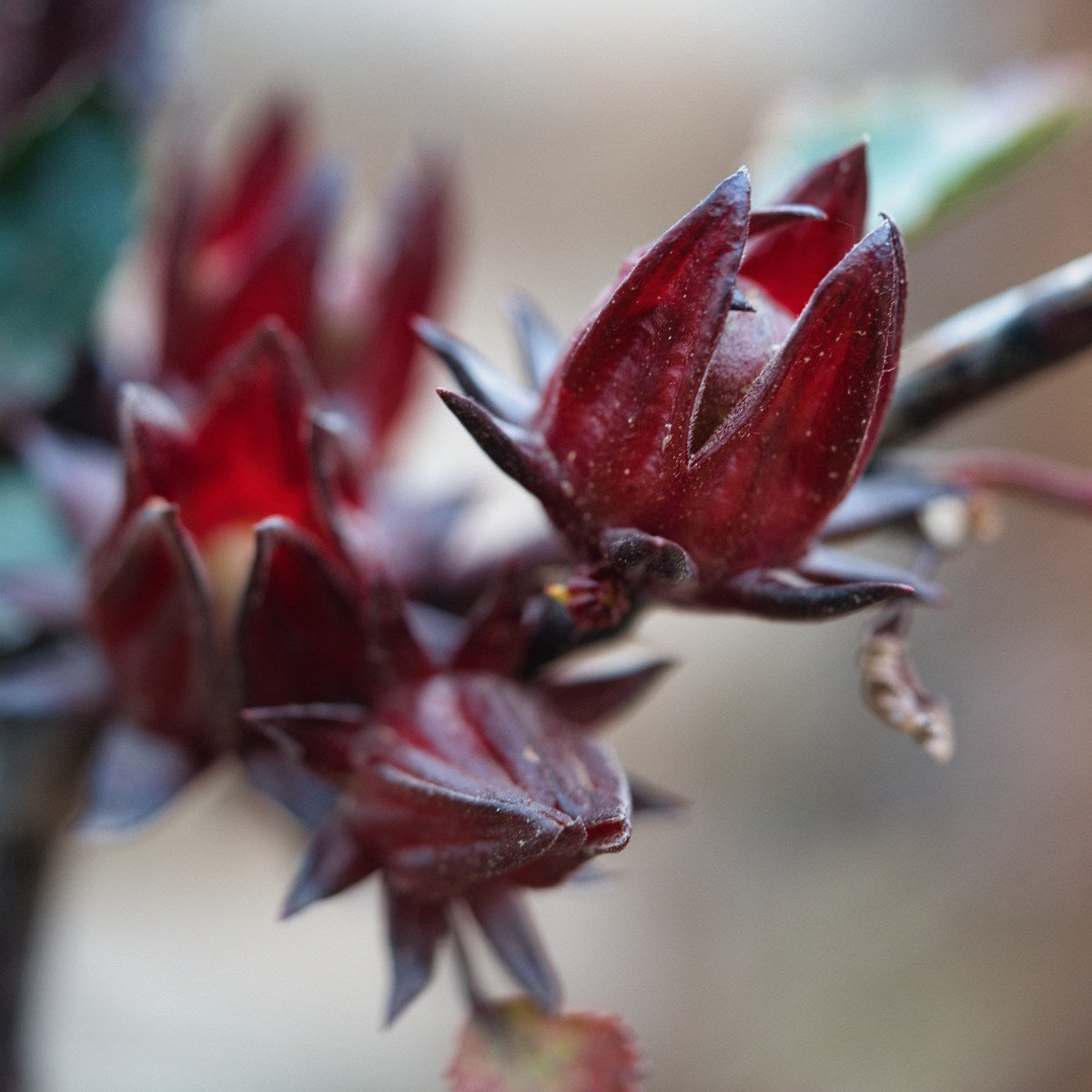 Lal Thepa (Roselle)