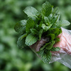 Spearmint Leaves