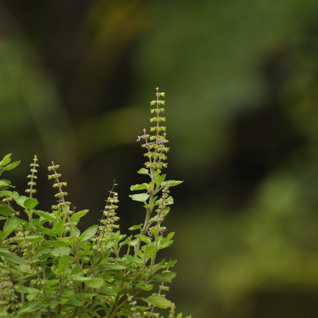 Tulsi & Turmeric