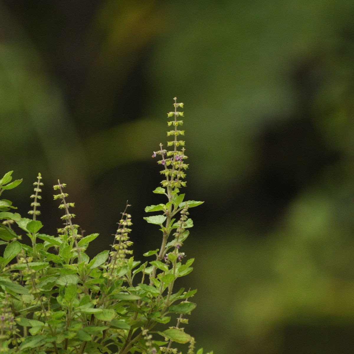 Tulsi & Turmeric